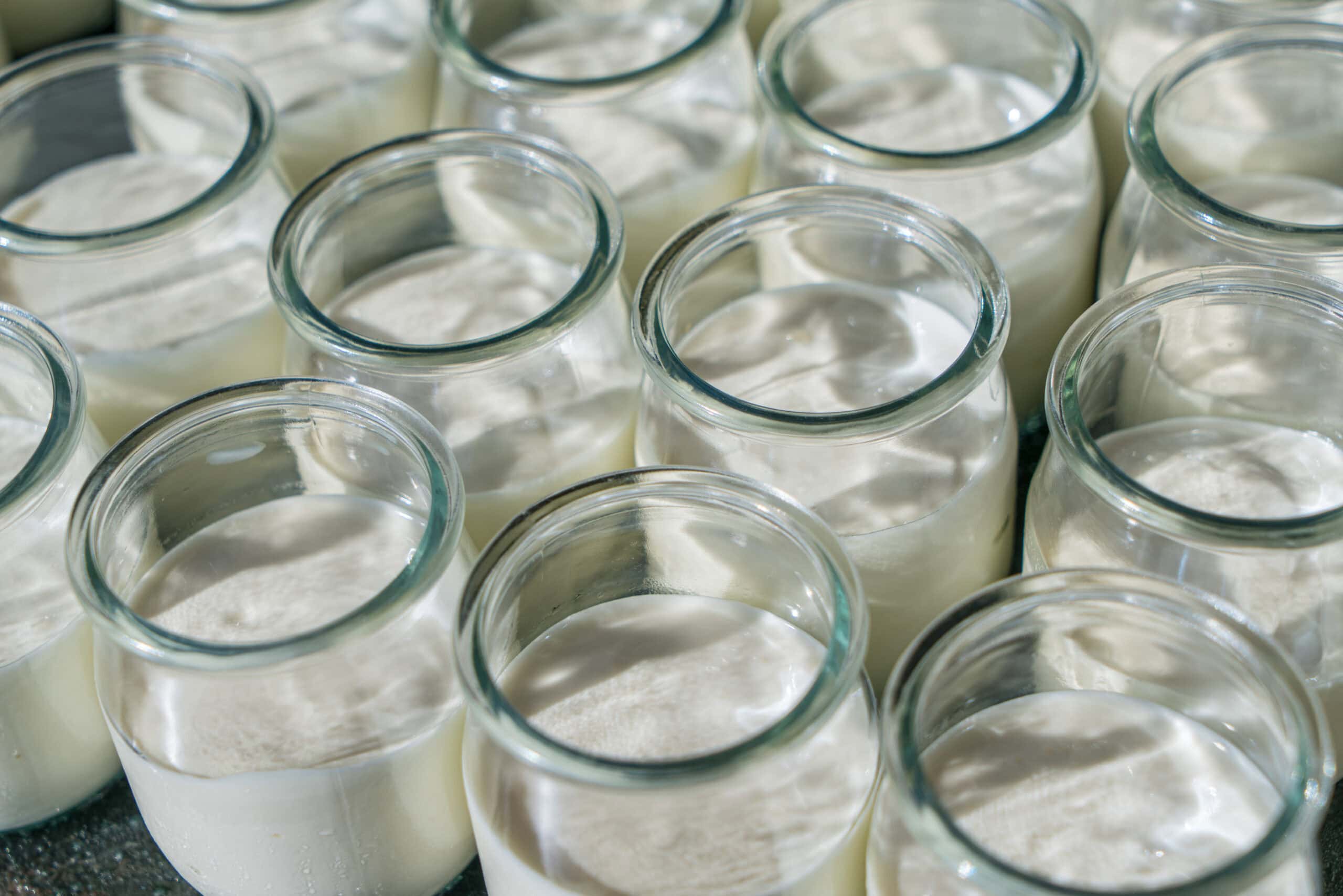 Fermentation: Frische Joghurtgläser voller cremigem Joghurt, Nahaufnahme.