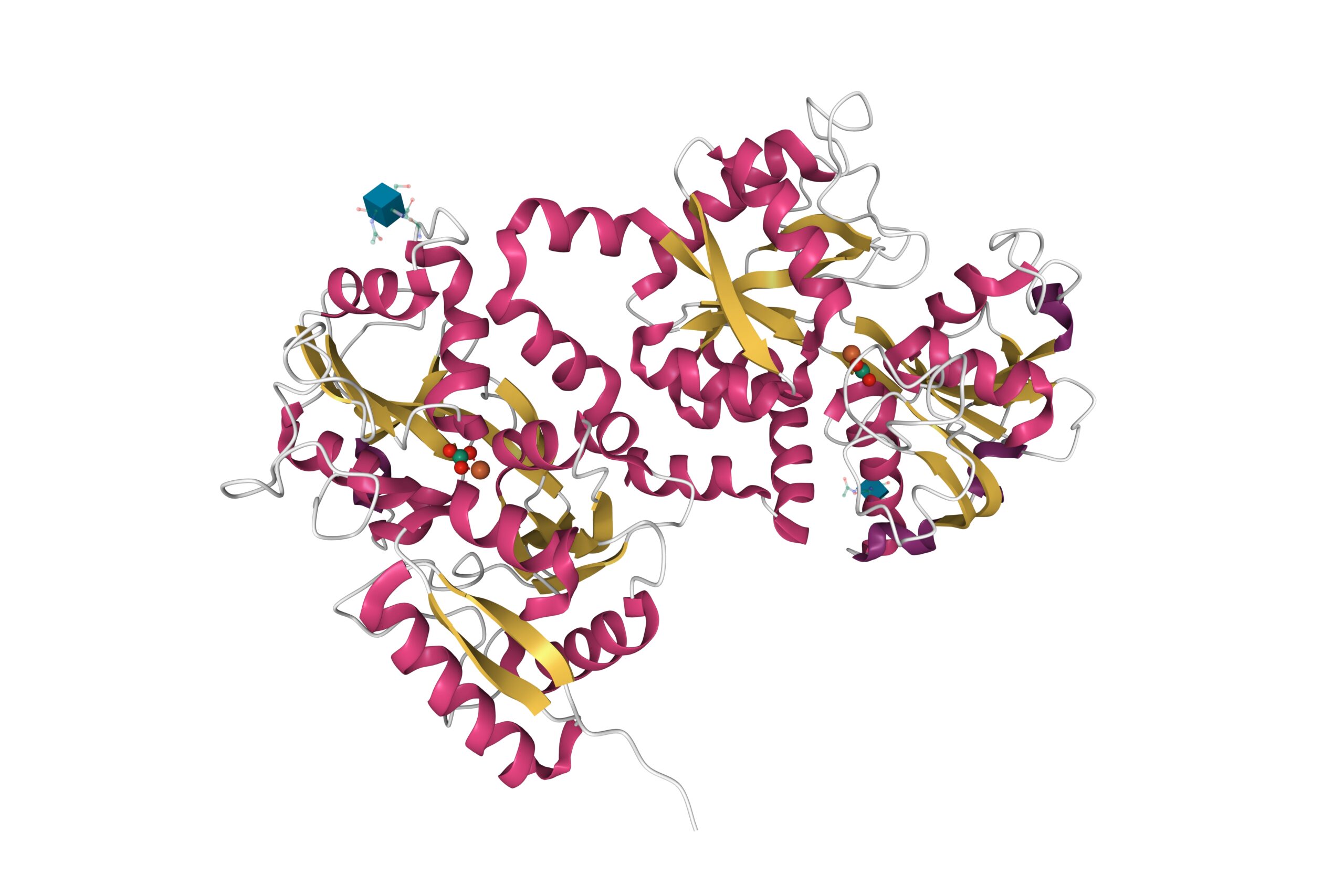 Vektorbilder eines Lactoferrin Moleküls